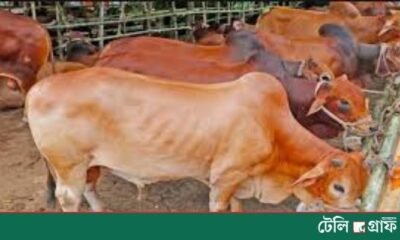Jamaat Leader Accused of Seizing Farmer’s Cows Over Alleged Dues
