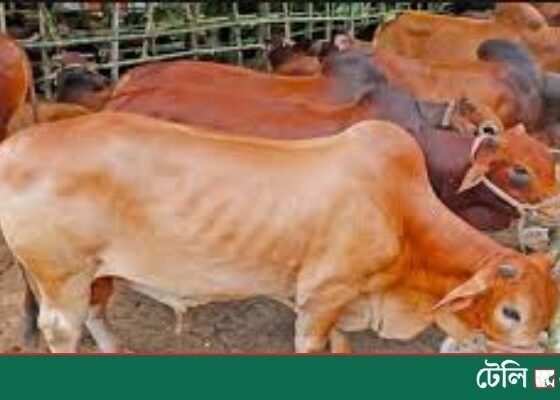 Jamaat Leader Accused of Seizing Farmer’s Cows Over Alleged Dues