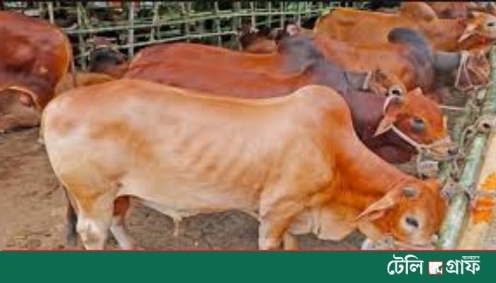 Jamaat Leader Accused of Seizing Farmer’s Cows Over Alleged Dues