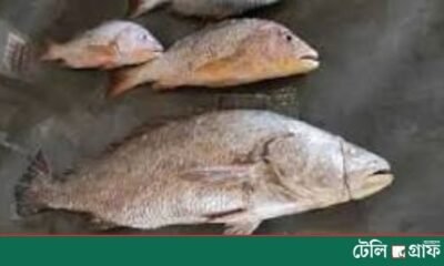 Giant 32-kg Poa Fish Caught Near St Martin’s; Fisherman Demands Tk 600,000