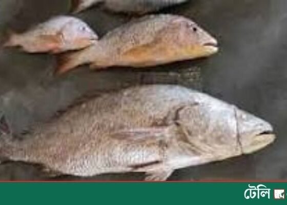 Giant 32-kg Poa Fish Caught Near St Martin’s; Fisherman Demands Tk 600,000