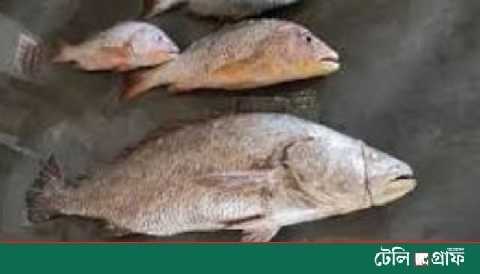 Giant 32-kg Poa Fish Caught Near St Martin’s; Fisherman Demands Tk 600,000