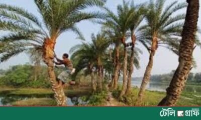 Chuadanga gears up for Tk 70 crore date molasses trade as winter sets in