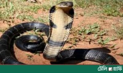Indian Farmer Bites Back- Kills Cobra After Being Bitten