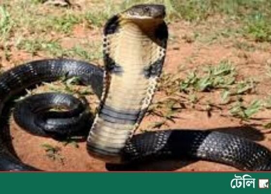 Indian Farmer Bites Back- Kills Cobra After Being Bitten