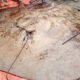 Rare 10-Maund Shapla Pata Fish Caught in Hatiya, Sold Despite Ban