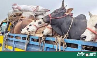 Armed Robbers Hijack Truck with 30 Cattle in Ashulia, Only Five Recovered