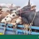 Armed Robbers Hijack Truck with 30 Cattle in Ashulia, Only Five Recovered