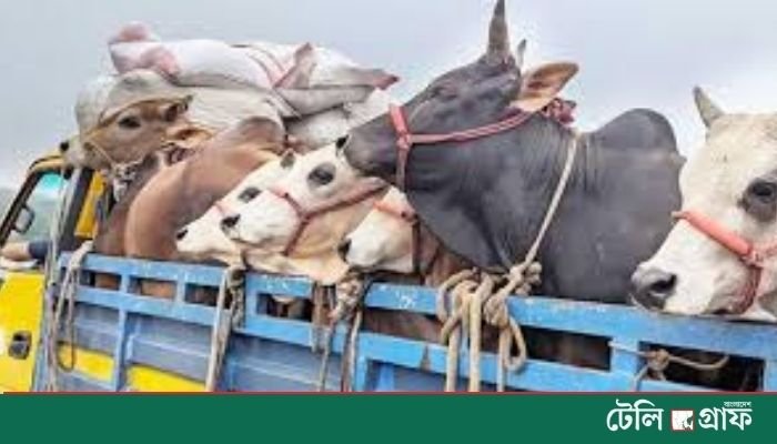 Armed Robbers Hijack Truck with 30 Cattle in Ashulia, Only Five Recovered